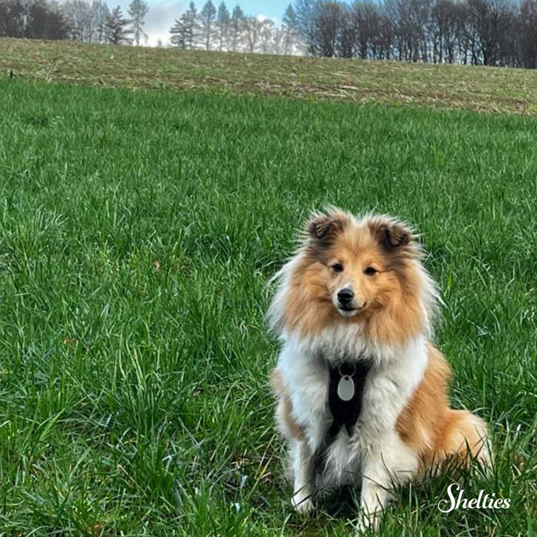 sheltie 16