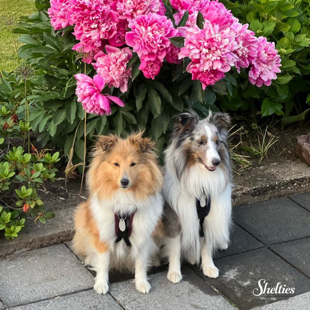 sheltie 13