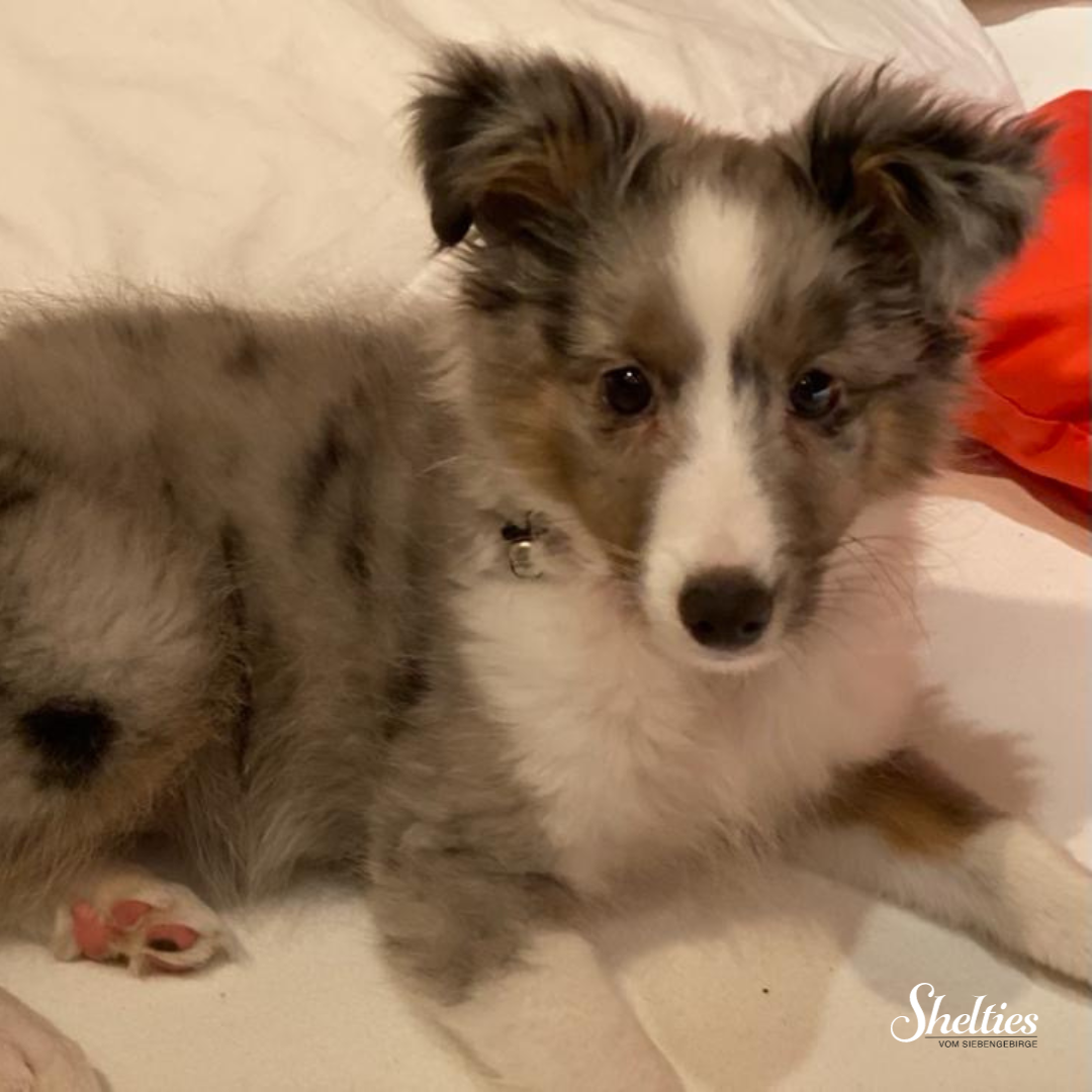 sheltie 2