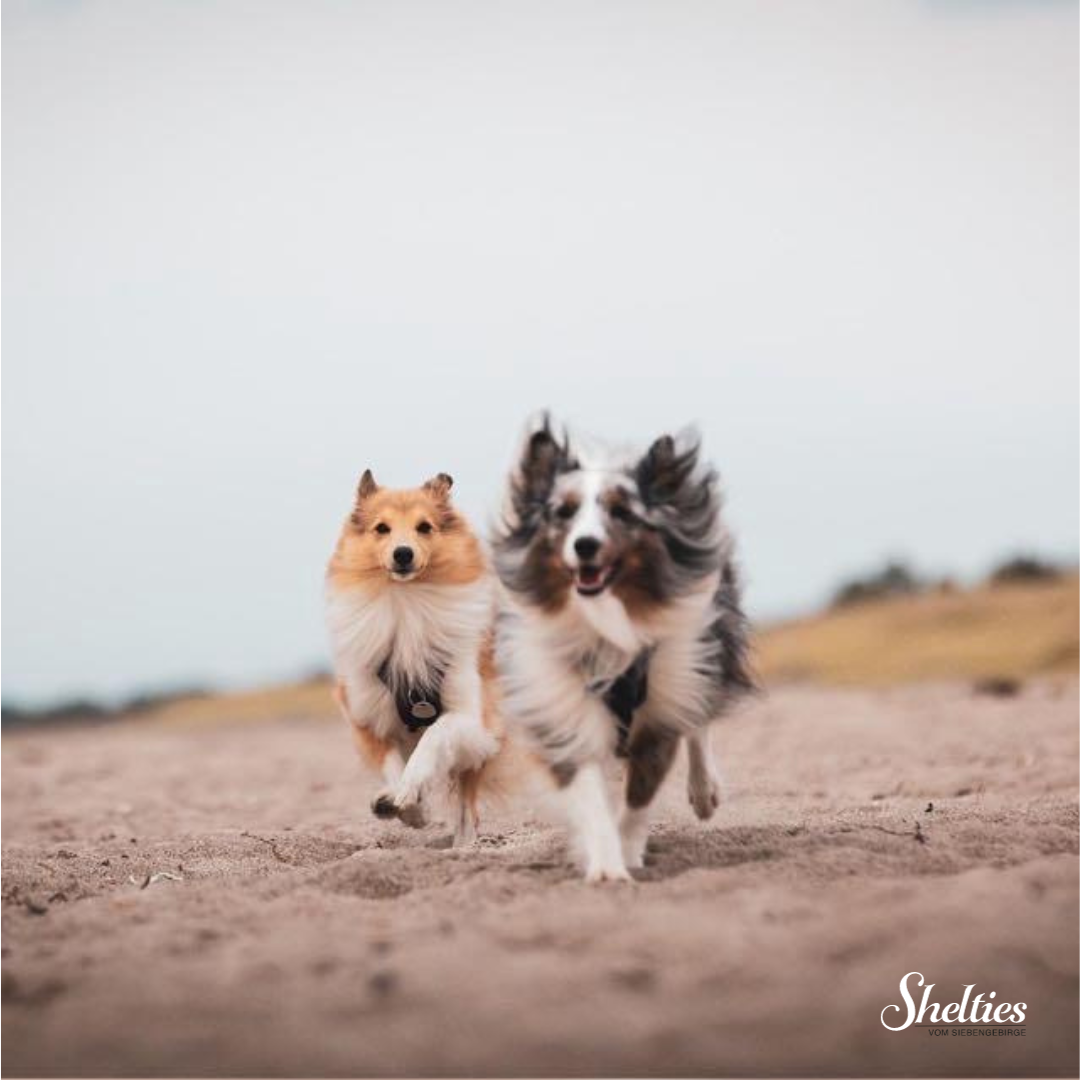 sheltie 14